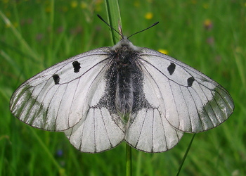 Schwarzer Apollo-Falter (Parnassius mnemosyne) - © Anton Koschuh